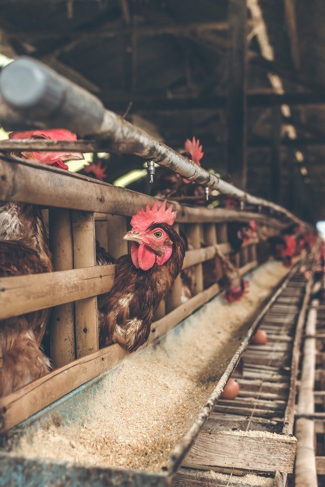 singapore-food-agency-revised-veterinary-importers-condition