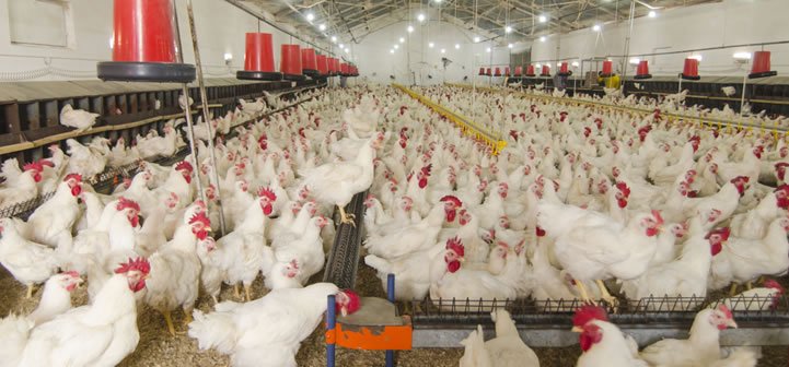 agrotop-to-bring-new-line-of-smart-poultry-solutions