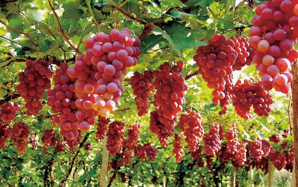 wuhai-grapes-gain-favor-at-china-international-agricultural-products-fair