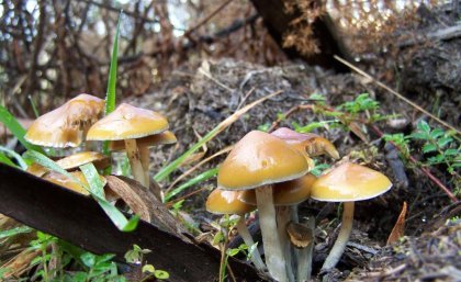 australia-investigates-therapeutic-potential-of-native-magic-mushrooms